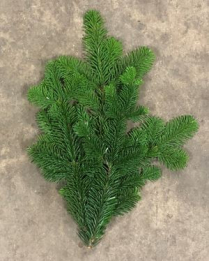 TIPS, SILVER FIR, 20LB BULK CASE