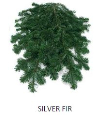 BOUGHS, SILVER FIR, 3LB BUNCHES
