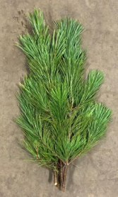 TIPS, WHITE PINE, 20LB BULK CASE