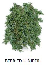 BOUGHS, BERRIED JUNIPER, 25LB, BULK 2203