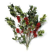 HOLLY, GREEN, BERRIED, 10 X1LBS, SLEEVED