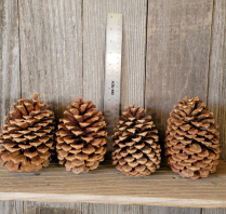 PINE CONES, JEFFREY, CASE OF 30
