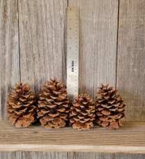 PINE CONES, LODGE POLE, 350/CASE
