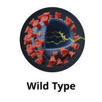 SARS-CoV-2 full-length Trimeric Spike Protein