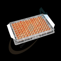 Polyester Seal, Extra Large, Extra Adhesive, Not Sterile