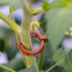 Valent Clip 26 terracotta (7,000/cs)