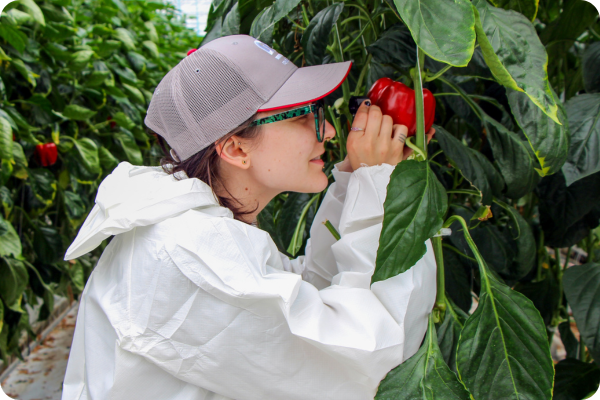 scouting cucumbers