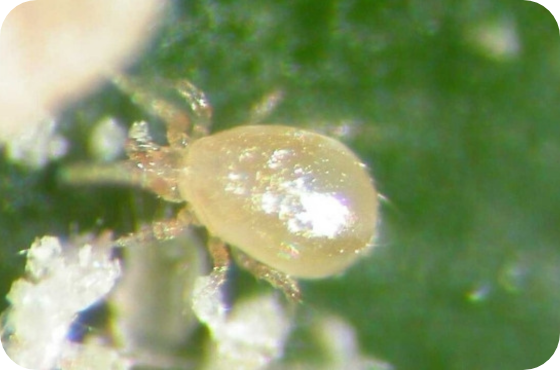 amblyseius cucumeris