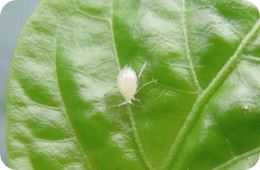 foxglove aphid 