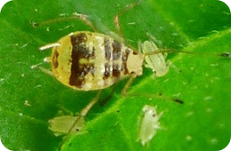 Mottled arum aphid