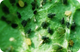 cotton aphid