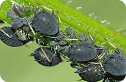 black bean aphid