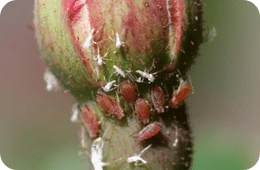 rose aphid