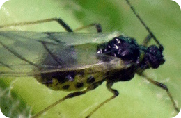 leaf curling plum aphid