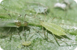 potato aphid