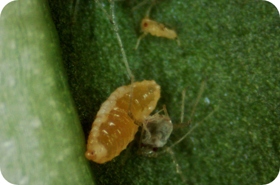 Aphidoletes aphidimyza | Organic aphid control Royal Brinkman Canada