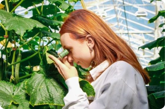 scouting cucumbers