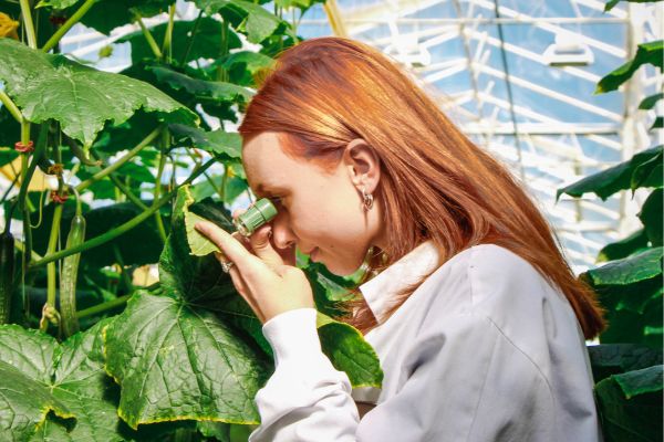 woman scouting for pests in a greenhouse