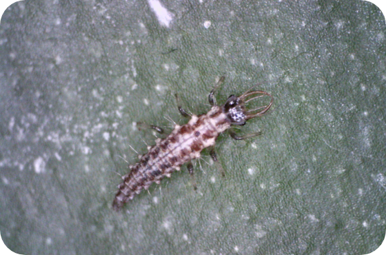 chrysoperla