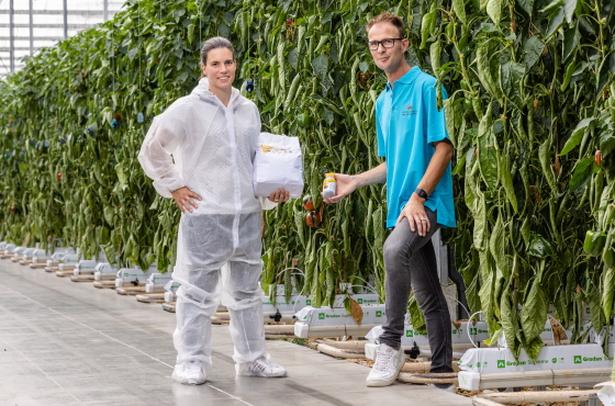 carolien and bertus in bell pepper greenhouse