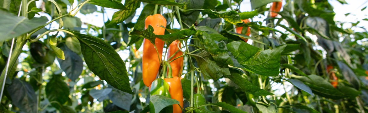 bell peppers