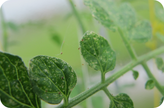 spider mite damage 1