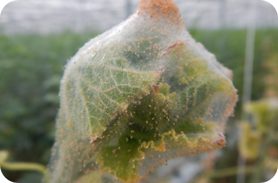 spider mite damage 