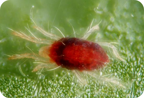 spider mite 