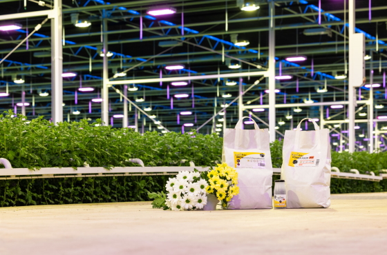 linflowers rodalin 1