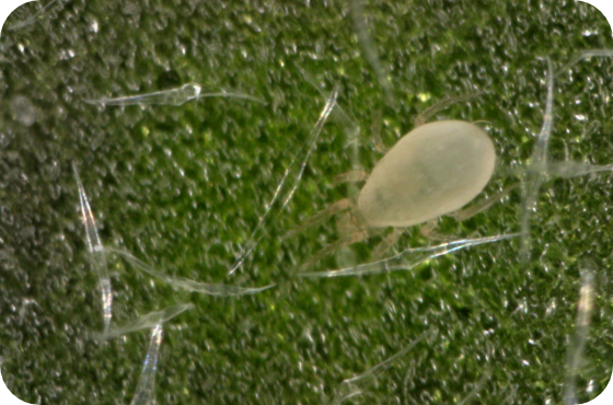 Predatory mite