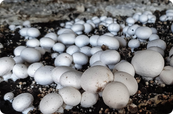 Mushroom Canada