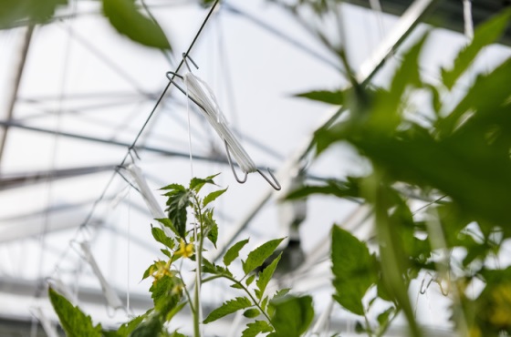 hooks in a tomato greenhouse