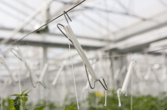 hook in greenhouse