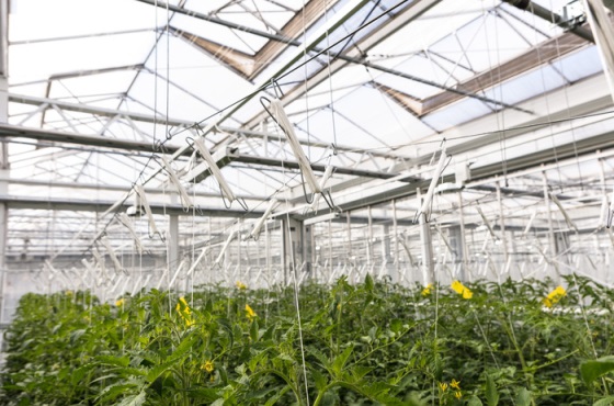 greenhouse with tomatoes and hooks