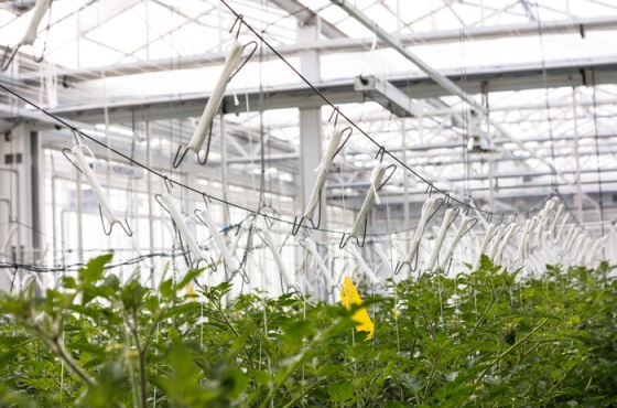 hooks in greenhouse