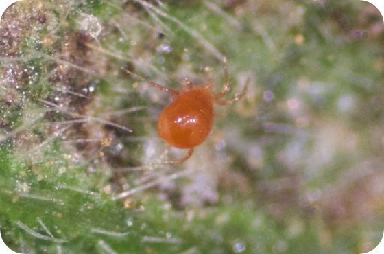 Phytoseiulus 