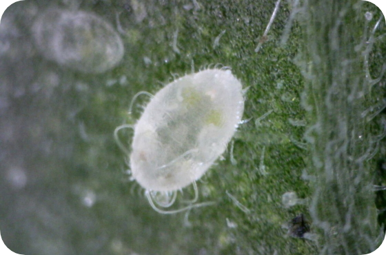 Pupa