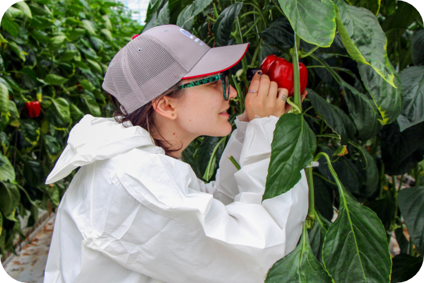 woman scouting for pests in a greenhouse