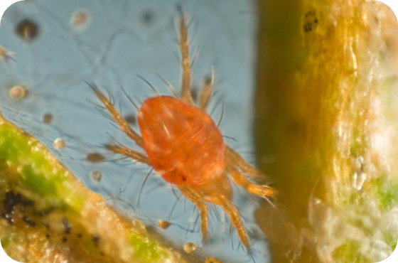 spider mite