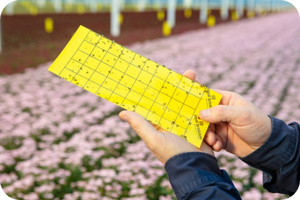 close up of a sticky card being held in front of flowers 