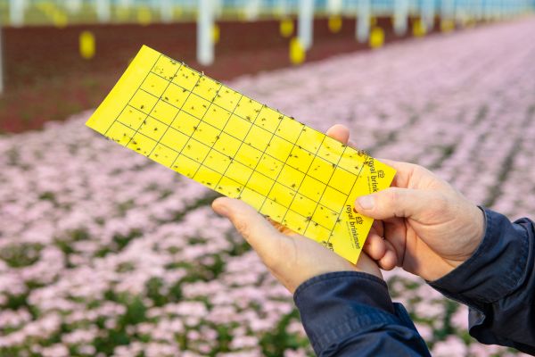 close up of a sticky card being held in front of flowers 