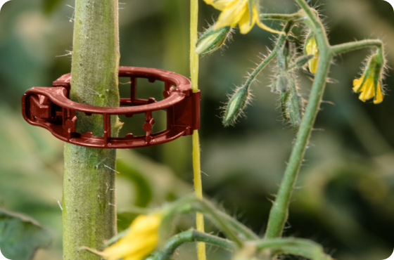 Optimal Tomato Plant Support: Selecting the ideal clips
