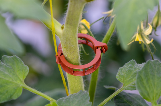 valent tomato clip