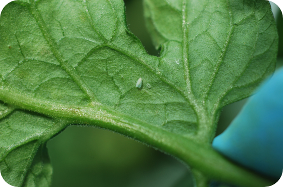 whitefly