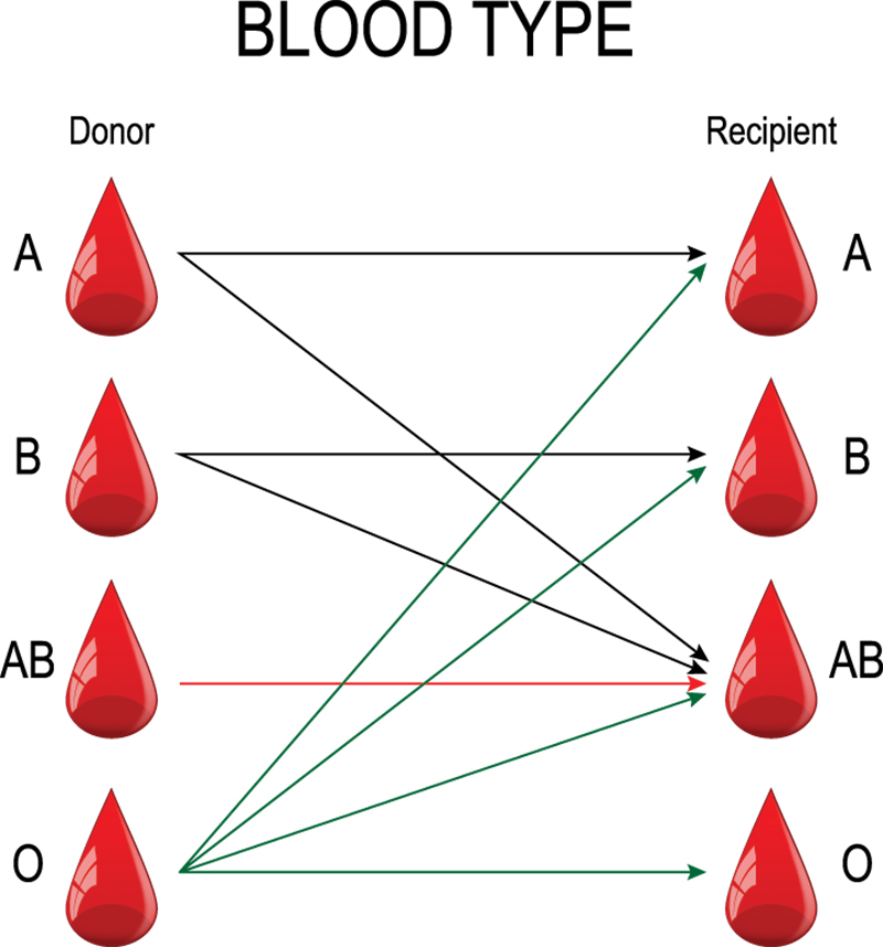 types of blood essay